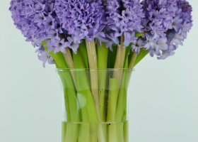 Hyacinthus Purple Star (1)