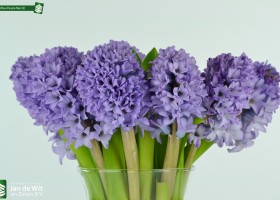 Hyacinthus Purple Star (2)