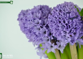 Hyacinthus Purple Star (3)