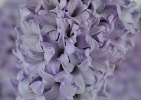 Hyacinthus Purple Star (4)