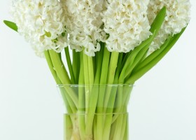 Hyacinthus Top White (1)
