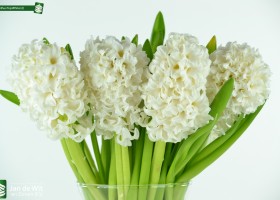 Hyacinthus Top White (2)