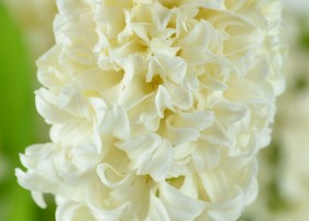 Hyacinthus Top White (4)