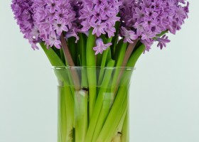 Hyacinthus Twilight (1)