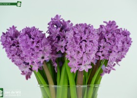 Hyacinthus Twilight (2)