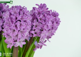 Hyacinthus Twilight (3)
