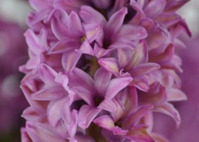 Hyacinthus Twilight (4)