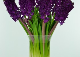 Hyacinthus Woodstock (1)
