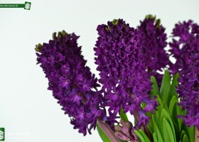 Hyacinthus Woodstock (2)