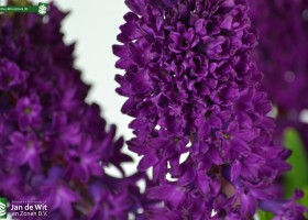 Hyacinthus Woodstock (3)