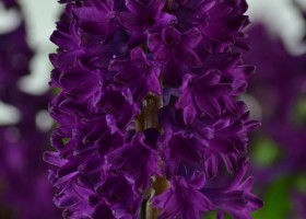 Hyacinthus Woodstock (4)