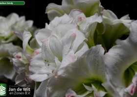 Hippeastrum Amadeus Candy (1)