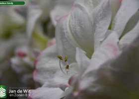 Hippeastrum Amadeus Candy (2)