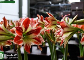 Hippeastrum Ambiance (1)