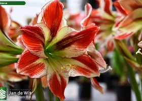 Hippeastrum Ambiance (2)