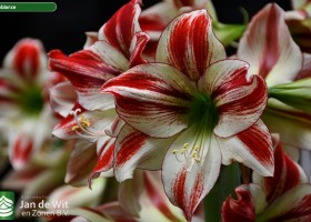 Hippeastrum Ambiance (3)