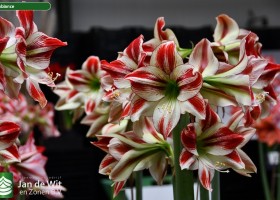 Hippeastrum Ambiance (4)