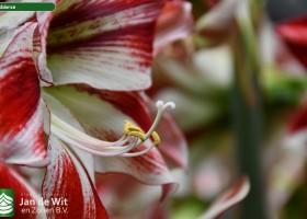 Hippeastrum Ambiance (5)