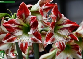 Hippeastrum Ambiance (6)
