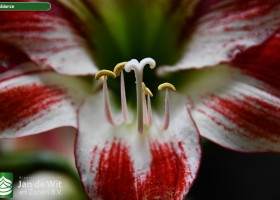 Hippeastrum Ambiance (7)