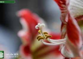 Hippeastrum Ambiance (8)