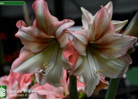 Hippeastrum Amore (1)