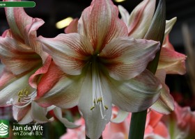 Hippeastrum Amore (2)
