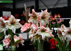 Hippeastrum Amore (3)