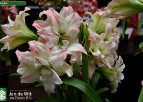 Hippeastrum Aphrodite (1)