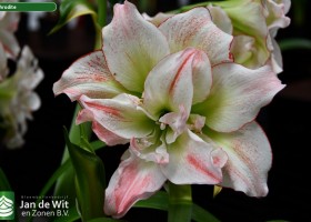 Hippeastrum Aphrodite (2)
