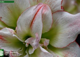 Hippeastrum Aphrodite (3)