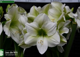 Hippeastrum Baltica (2)