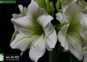 Hippeastrum Baltica (3)