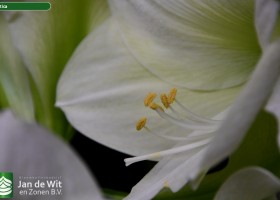 Hippeastrum Baltica (4)