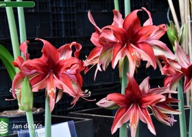 Hippeastrum Bogota (1)
