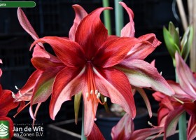 Hippeastrum Bogota (2)