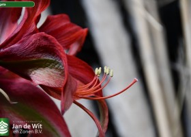Hippeastrum Bogota (3)