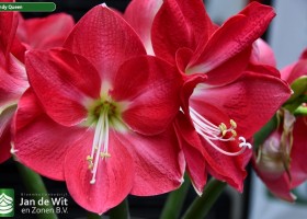 Hippeastrum Candy Queen (1)