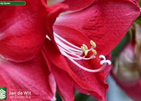 Hippeastrum Candy Queen (3)