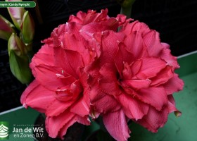 Hippeastrum Cannym (Candy Nymph) (1)