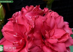 Hippeastrum Cannym (Candy Nymph) (2)