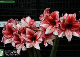 Hippeastrum Charisma (1)