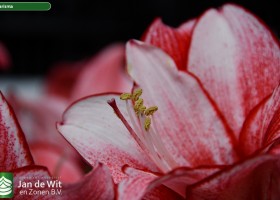 Hippeastrum Charisma (2)