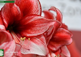 Hippeastrum Charisma (3)
