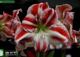 Hippeastrum Clown (1)