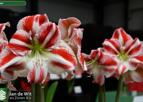 Hippeastrum Clown (2)
