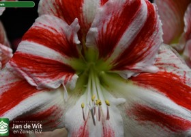 Hippeastrum Clown (3)