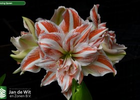 Hippeastrum Dancing Queen (1)