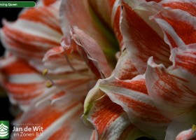 Hippeastrum Dancing Queen (2)