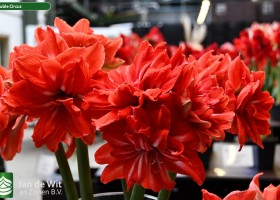 Hippeastrum Double Circus (1)